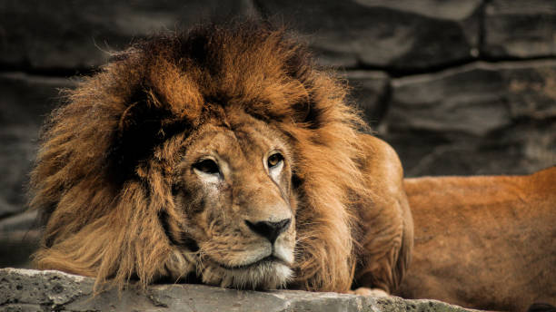 istock Lion at the Bandung Zoo 1286814971