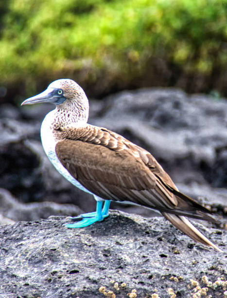 Blue-footed booby, Galapagos islands Blue-footed Booby (Sula nebouxii), North Seymour Island, Galapagos Archipelago, Ecuador, South America, Pacific Ocean sula nebouxii stock pictures, royalty-free photos & images