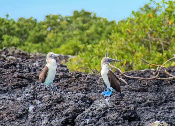 booby dai piedi blu, isole galapagos, ecuador - galapagos islands bird booby ecuador foto e immagini stock