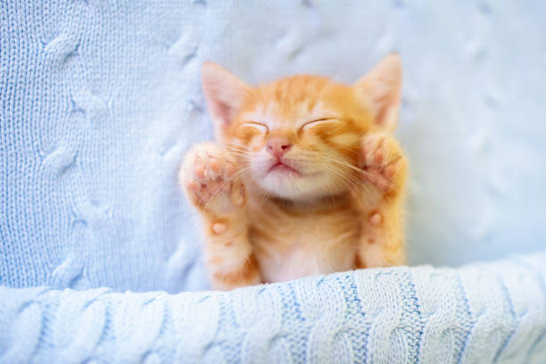 istock Baby cat. Ginger kitten sleeping under blanket 1286817261
