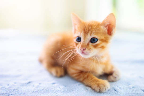 istock Baby cat. Ginger kitten playing at home. 1286817398