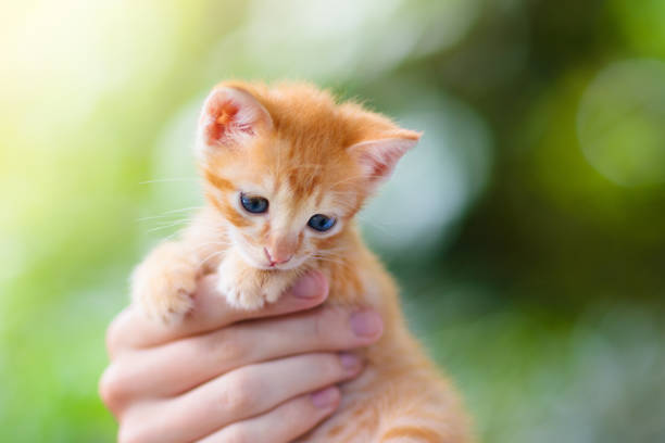 istock Man holding cat. Baby kitten in human hands. 1286817458