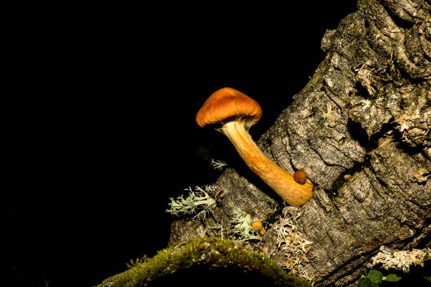 코르크 오크 트렁크에서 자라는 아름다운 오렌지 버섯. 짐노필러스 스로디스 - 끈적버섯과 이미지 뉴스 사진 이미지