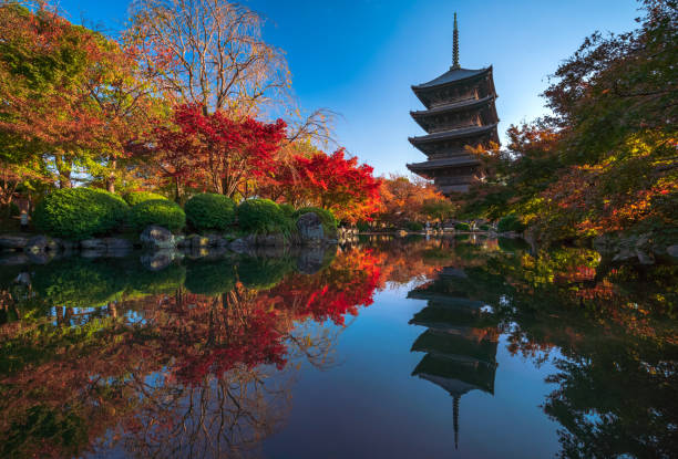 la pagoda in legno del tempio toji con bellissime foglie d'acero, kyoto, giappone - shinto japan temple nature foto e immagini stock