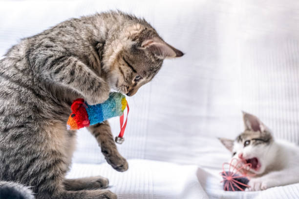 istock two kittens playing at home. little cats 1286819856