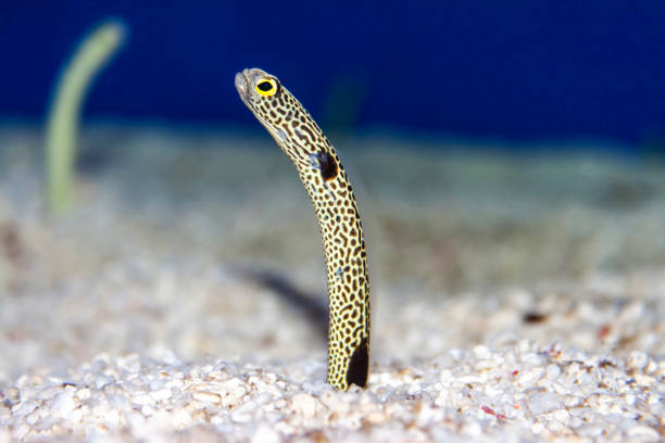 Turkey Moray or Whitemouth Moray Gymnothorax meleagris occurs in the Indo-Pacific, but in the Southeast Atlantic too, in a depth range from 1 to 50m. \n\nThe species is common in coral rich areas at the West Coast of Big Island, Hawai'i, max length 120cm, common length 80cm \n\nUSA, Hawai'i, West Coast Big Island at 10m depth \n19°19'19.74\