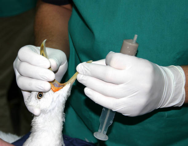 istock A skilled Veterinarian feeding a bird 1286821626