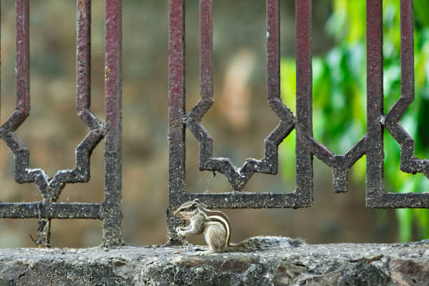 Northern palm squirrel (Funambulus pennantii) also called the five-striped palm squirrel, very common in urban areas of India, in New Delhi, India