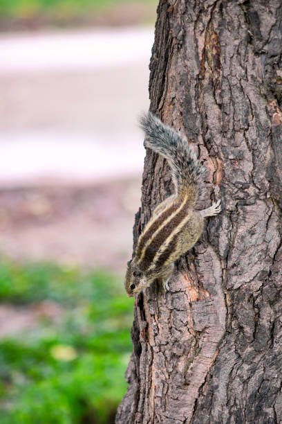 istock Northern palm squirrel in New Delhi, India 1286821647