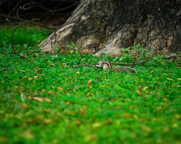 Northern palm squirrel (Funambulus pennantii) also called the five-striped palm squirrel, very common in urban areas of India, in New Delhi, India