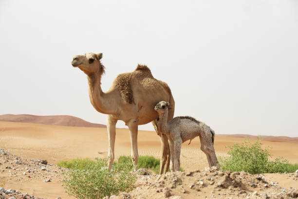 un chameau de mère reste dans le désert avec sa progéniture de jeune chameau - two humped camel photos et images de collection