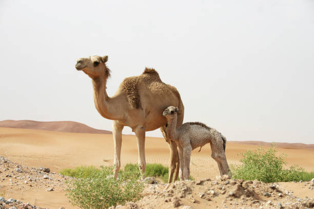 A mother camel stands in the desert with her young camel offspring A mother camel stands in the desert with her young camel offspring dromedary camel stock pictures, royalty-free photos & images