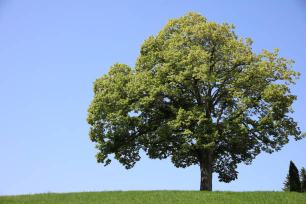 istock Wonderful single Tree on the Meadow in Germany 1286823224