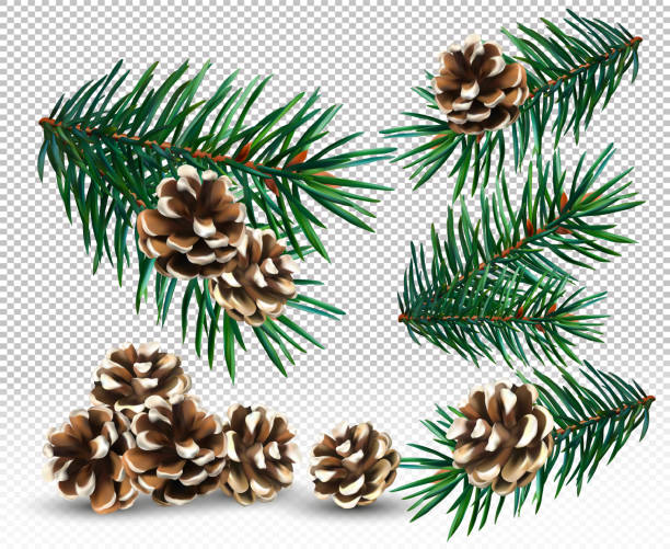 ilustraciones, imágenes clip art, dibujos animados e iconos de stock de establezca la rama de abeto y el cono de pino sobre el fondo transparente. ramas de árbol verde de navidad para su decoración, estandarte, tarjetas. ilustración vectorial. - pine cone