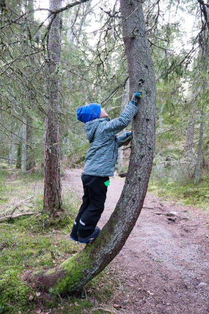 istock Young boy climbs on tree in Tyresta national park 1286824217