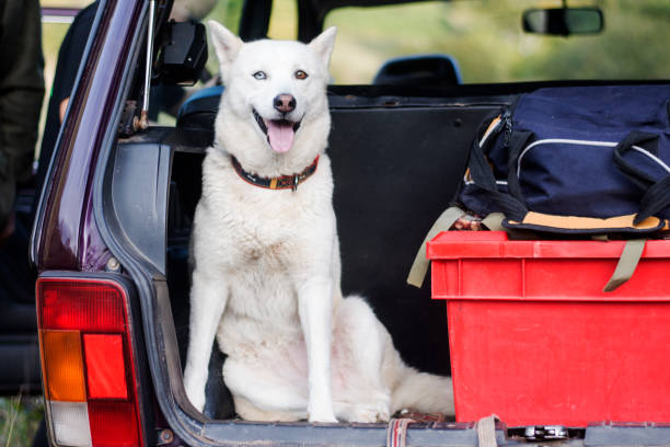 istock dog in car after hunting 1286824475