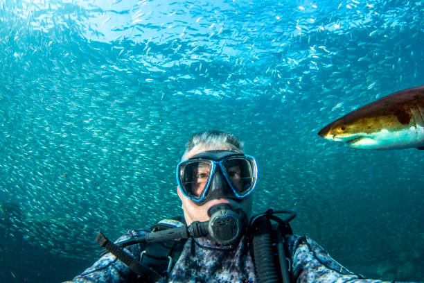 istock Underwater selfie with great white shark ready to attack a scuba diver 1286825564