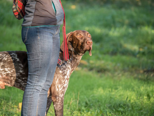 istock Woman walking her German Shorthaired Pointer dog in the park. 1286825754