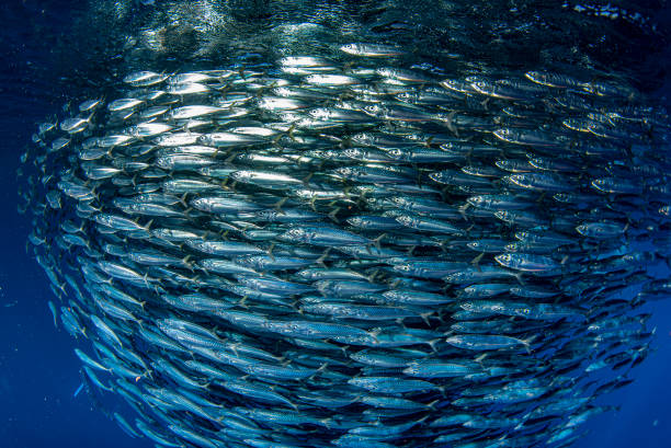 istock sardine school of fish underwater 1286825790