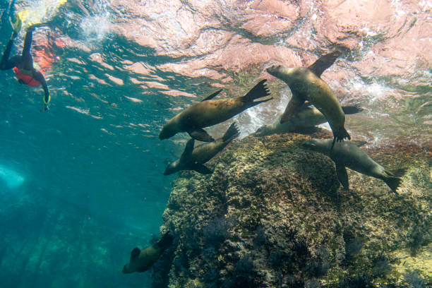 istock sea lion seal underwater 1286825804