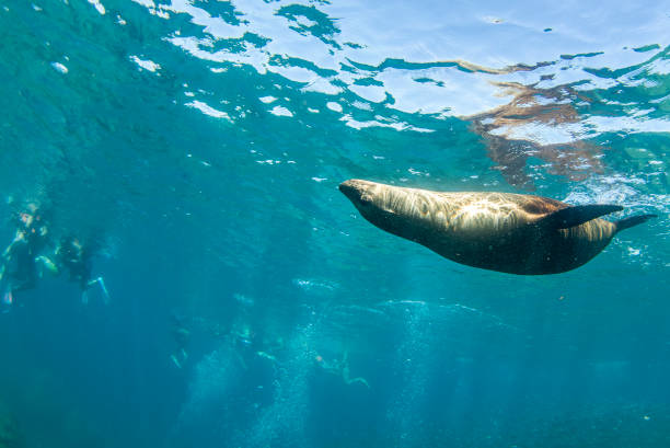 istock sea lion seal underwater 1286825808