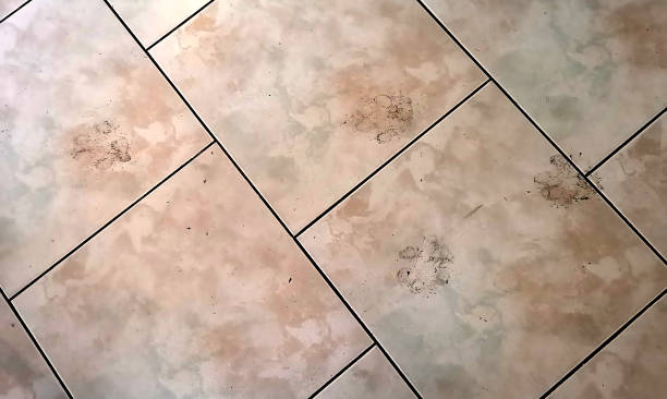 istock Kitchen tiles with dirty dog paw prints 1286825958