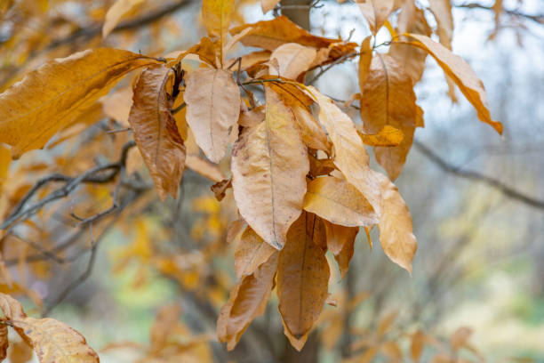 istock Beautiful plant with foliage during golden autumn 1286826116