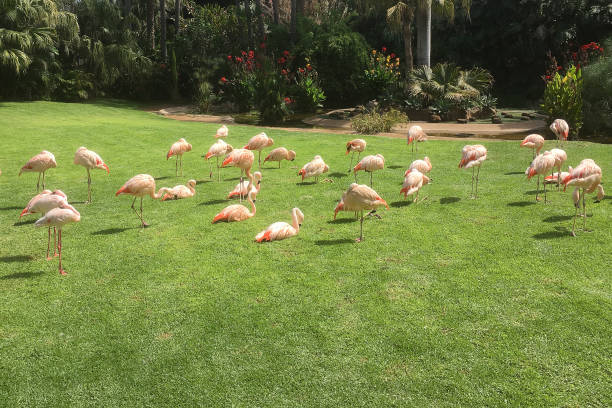 istock Flamingo birds walk on green grass 1286828512