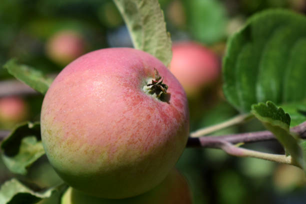 istock Red apples ripening on the branches of the tree 1286829551
