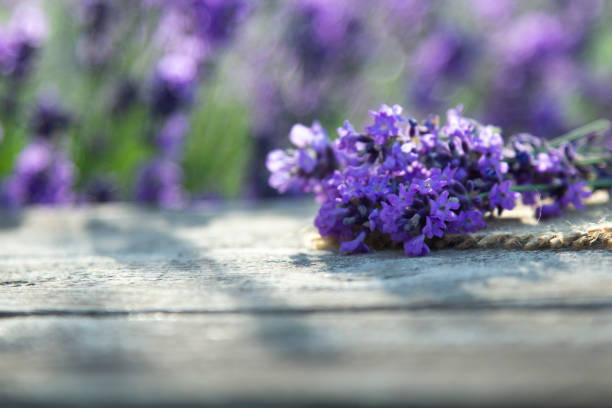 istock Fresh lavender over wooden Summer background. 1286829742