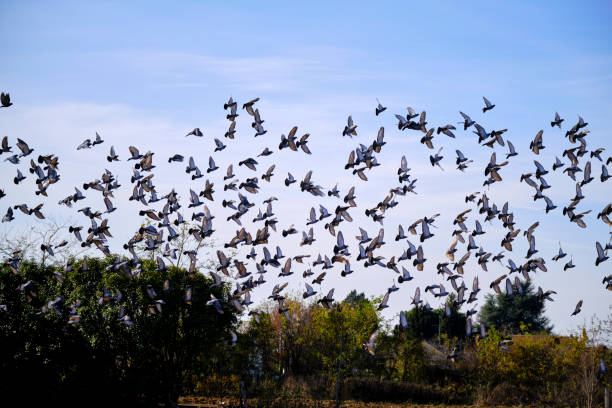 istock flock of pigeons 1286831655