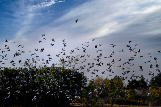 istock flock of pigeons 1286831671