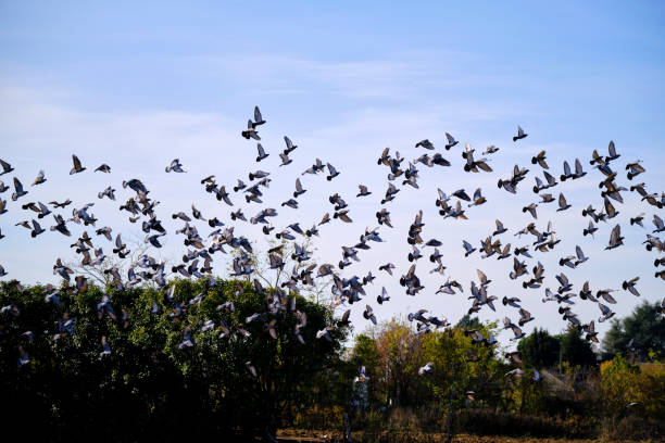 Image of a flock of pigeons flying