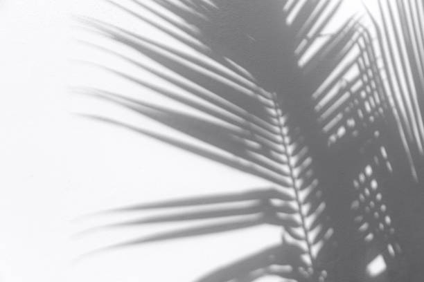 istock Minimal summer travel concept with palm tree leaf 1286832001