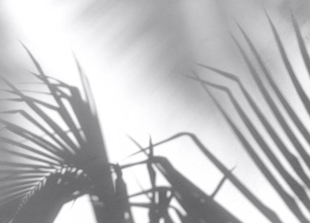 istock Minimal summer travel concept with palm tree leaf 1286832020