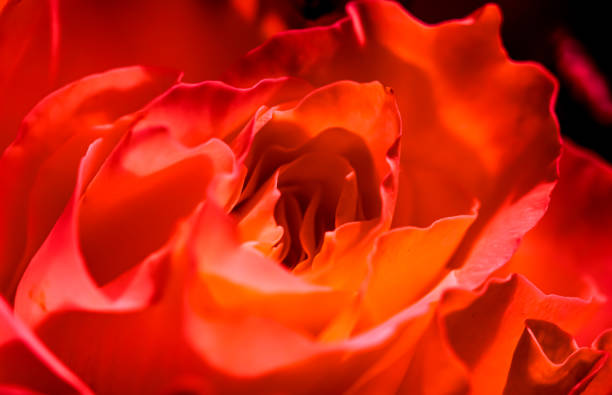 istock Botanical concept, invitation card - Soft focus, abstract floral background, red rose flower. Macro flowers backdrop for holiday brand design 1286832115