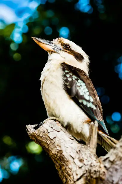 Photo of Cool Kookaburra in the wild