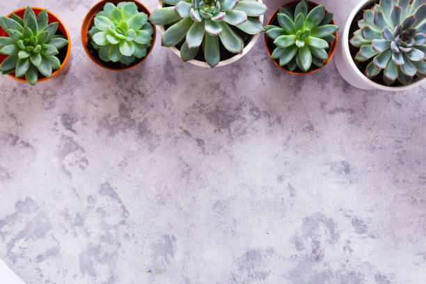 istock Mixed succulent plant in pot, top view, home decor, abstract plant background 1286836508