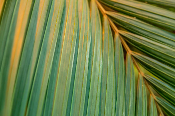 istock Thick juicy leaf of a large green plant 1286837355