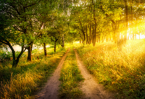 Dawn on the road in the forest in summer