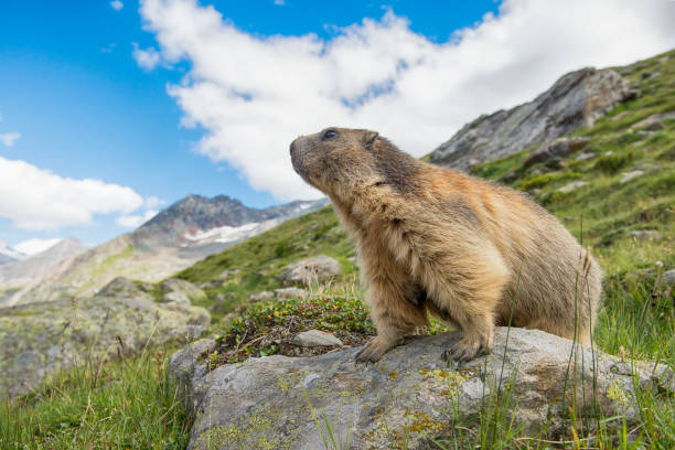 Proud alpine marmot on the look out standing on a stone looking over the mountains Proud alpine marmot on the look out standing on a stone looking over the mountains alpine marmot (marmota marmota) stock pictures, royalty-free photos & images