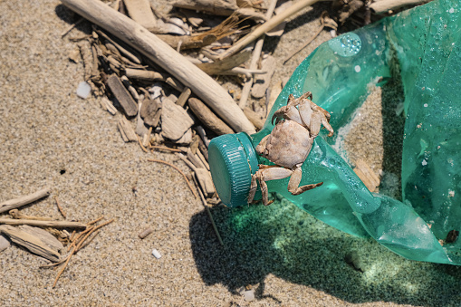 Marine crab on discharged plastic bottle on polluted sandy sea coast ecosystem,contaminated animal habitat