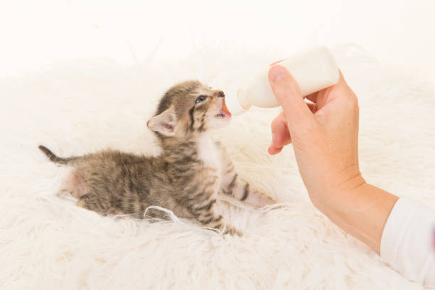 istock Three weeks old tabby kitten being hand fed with a bottle of milk lying on a white fur background seen from the side 1286843036