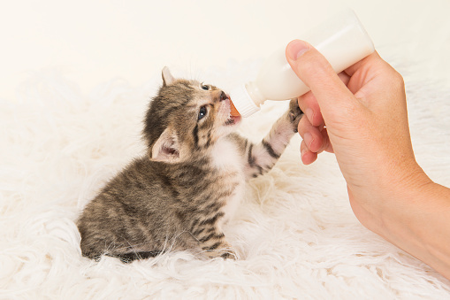 Sitting three weeks old tabby kitten being hand fed with a bottle of milk on a white fur background