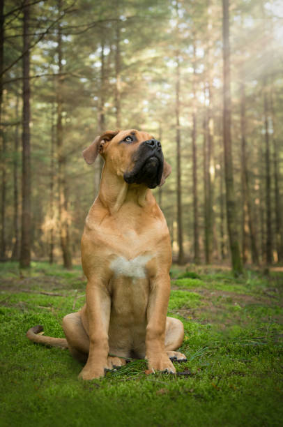 joven perro mastín sudafricano sentado en un bosque de cuento de hadas mirando hacia la luz - molosser fotografías e imágenes de stock