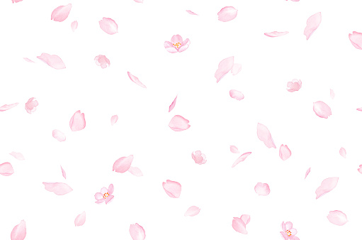 Fondo de patrón sin costuras de pétalos dispersos con flores de cerezo. Ilustración de acuarela. photo