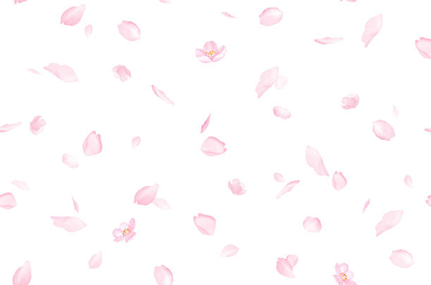 fondo de patrón sin costuras de pétalos dispersos con flores de cerezo. ilustración de acuarela. - cerezo fotografías e imágenes de stock