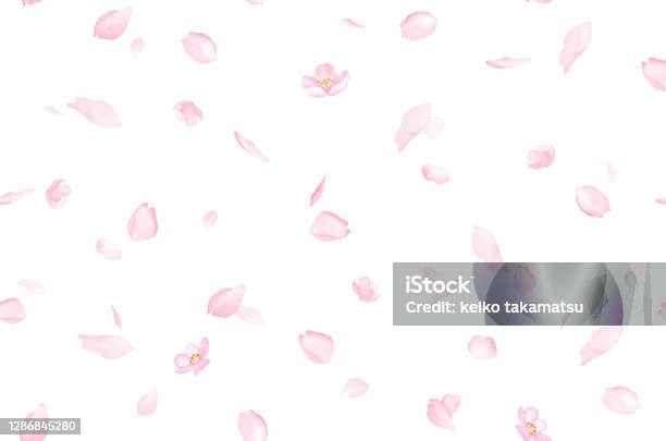 Seamless Pattern Background Of Petals Scattered With Cherry Blossoms Watercolor Illustration Stock Photo - Download Image Now