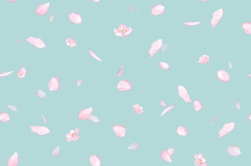 Seamless pattern background of petals scattered with cherry blossoms. Watercolor illustration.