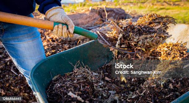 Using A Pitchfork To Add Wood Chips And Shredded Brush To A Nodig Raised Bed For Permaculture Gardening Stock Photo - Download Image Now